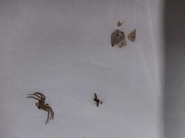 現代美術 井田照一　直筆サイン 作品証明書『垂直と地平線の間-昆虫』1205G