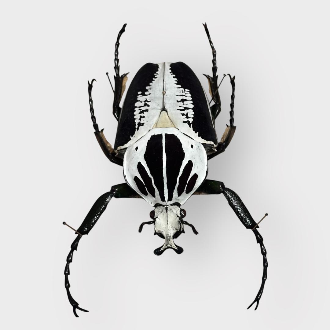 桐箱入り ゴライアス レギウス オオツノハナムグリ 雄 オス 標本 コンゴ産