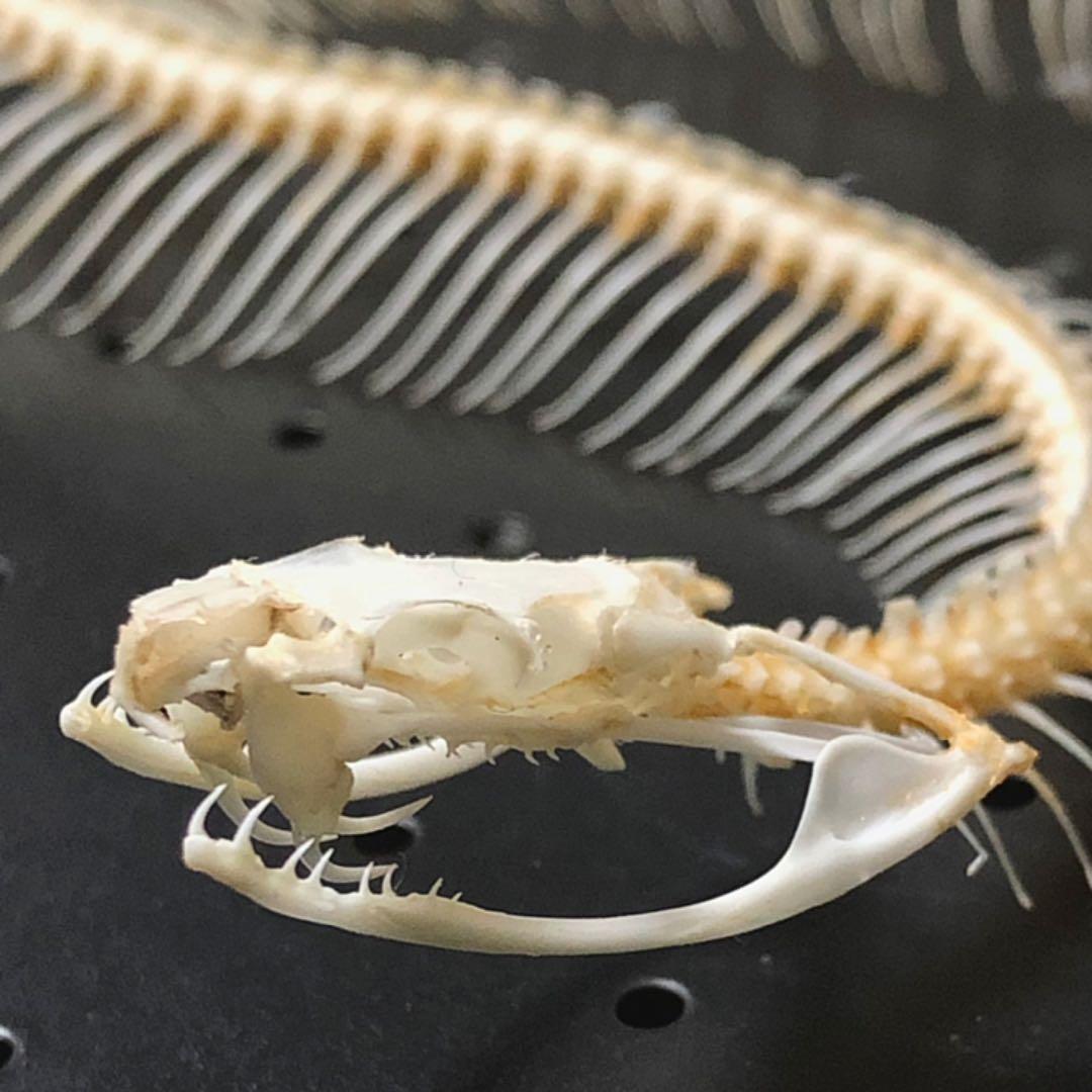 マムシ 蛇 骨格標本