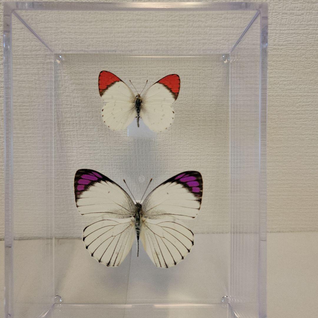 蝶の標本 アフリカの美しいシロチョウ 世界の珍蝶・希少蝶（つやま自然