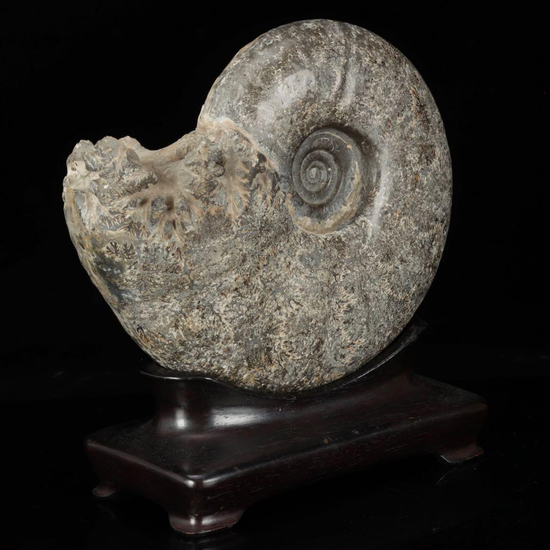 モロッコ産『極上アンモナイト化石』22cm 鑑別書付 | 東京書芸館公式