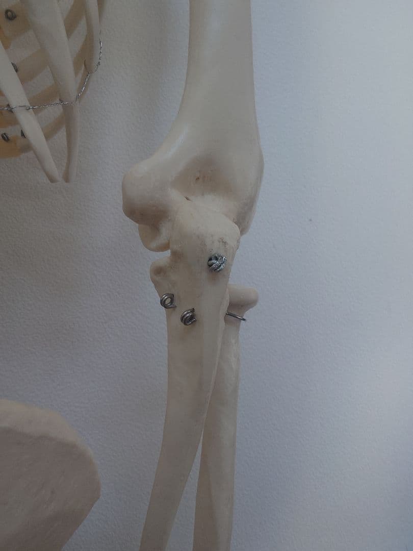 処分価格!!ソムソ社全身模型可動式170cm人体模型ドイツ移動式キャスター