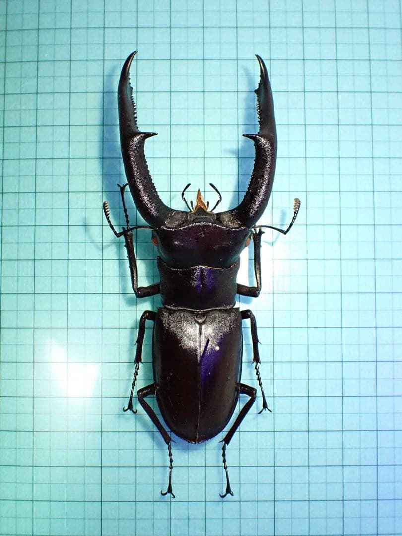 アルゼンチン産ヤヌスゾウカブト78mm