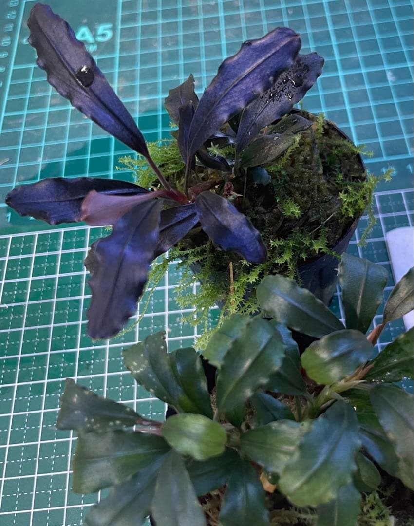 特価xyris sp red水中葉子株1株水草ADA水槽