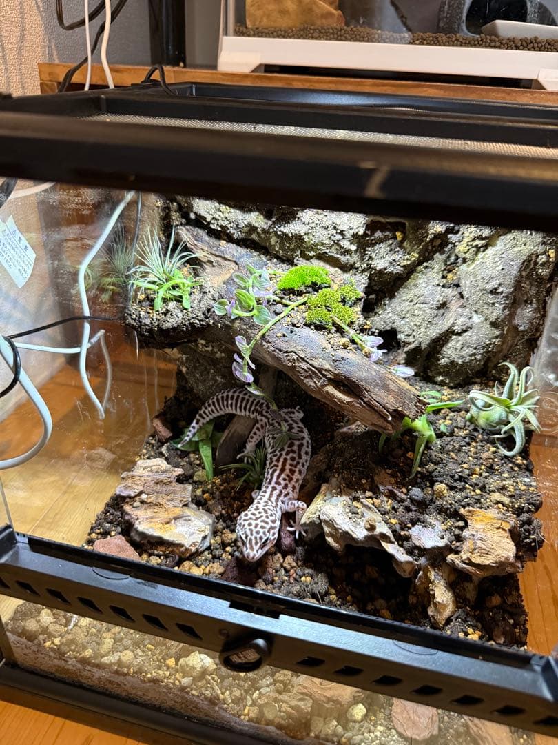 レオパ ビバリウム ビバリウム爬虫類