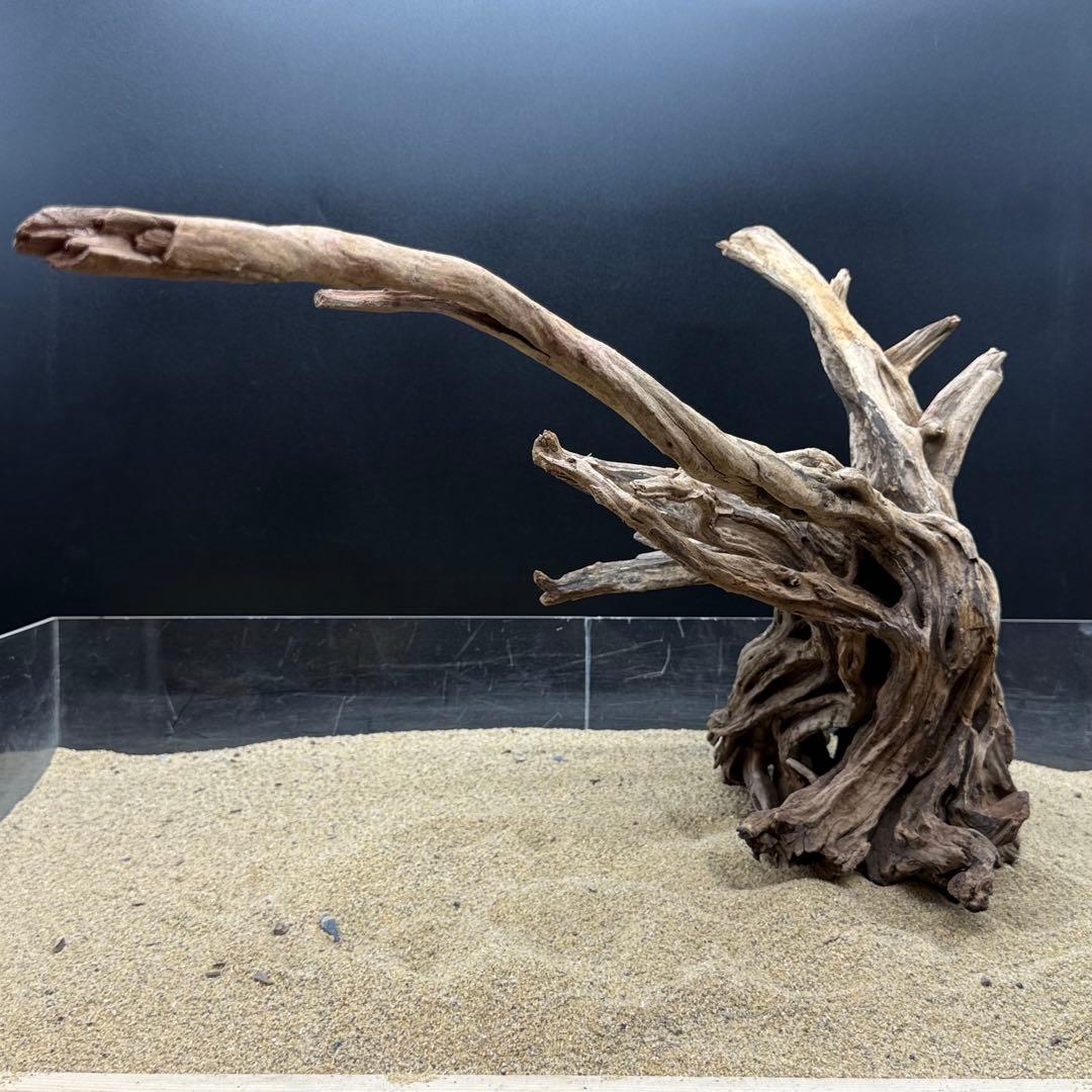 MSRW-6958 特大天然流木1点物 スリムウッド アクアリウム