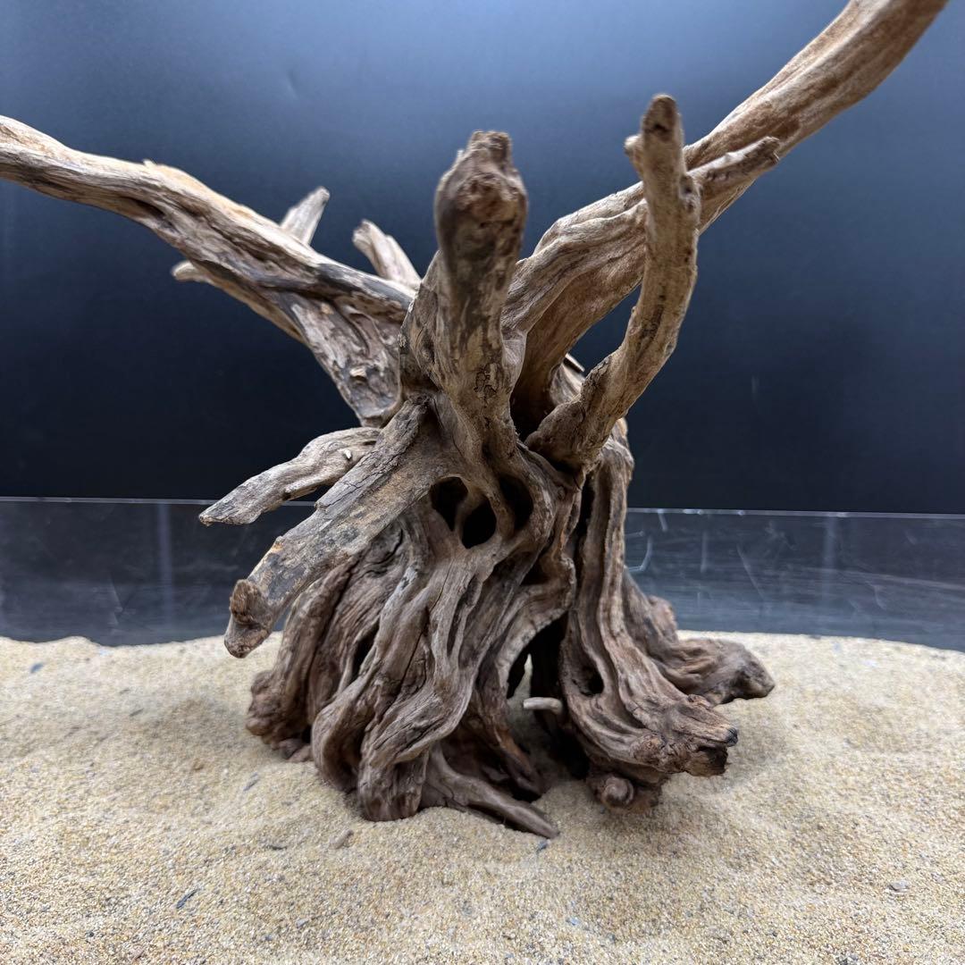 MSRW-6958 特大天然流木1点物 スリムウッド アクアリウム