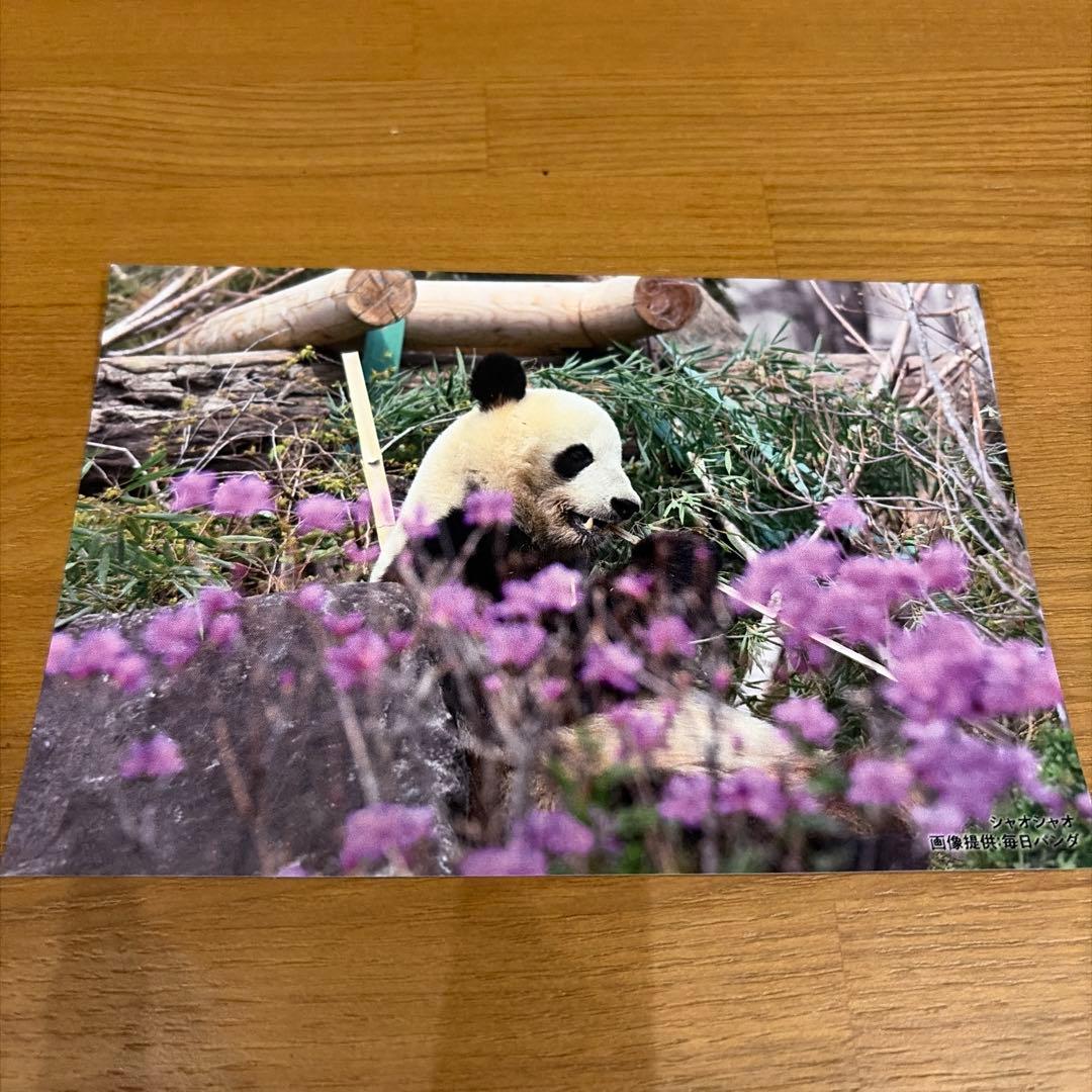 非売品）上野松坂屋 パンダ ポストカード - メルカリ