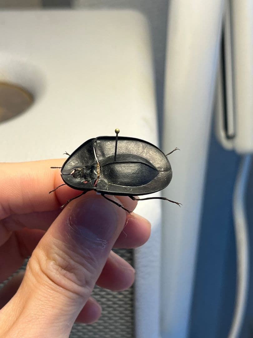 31mm】パイザラゴミムシ 巨大 昆虫標本 標本 甲虫 オサムシ ハンミョウ