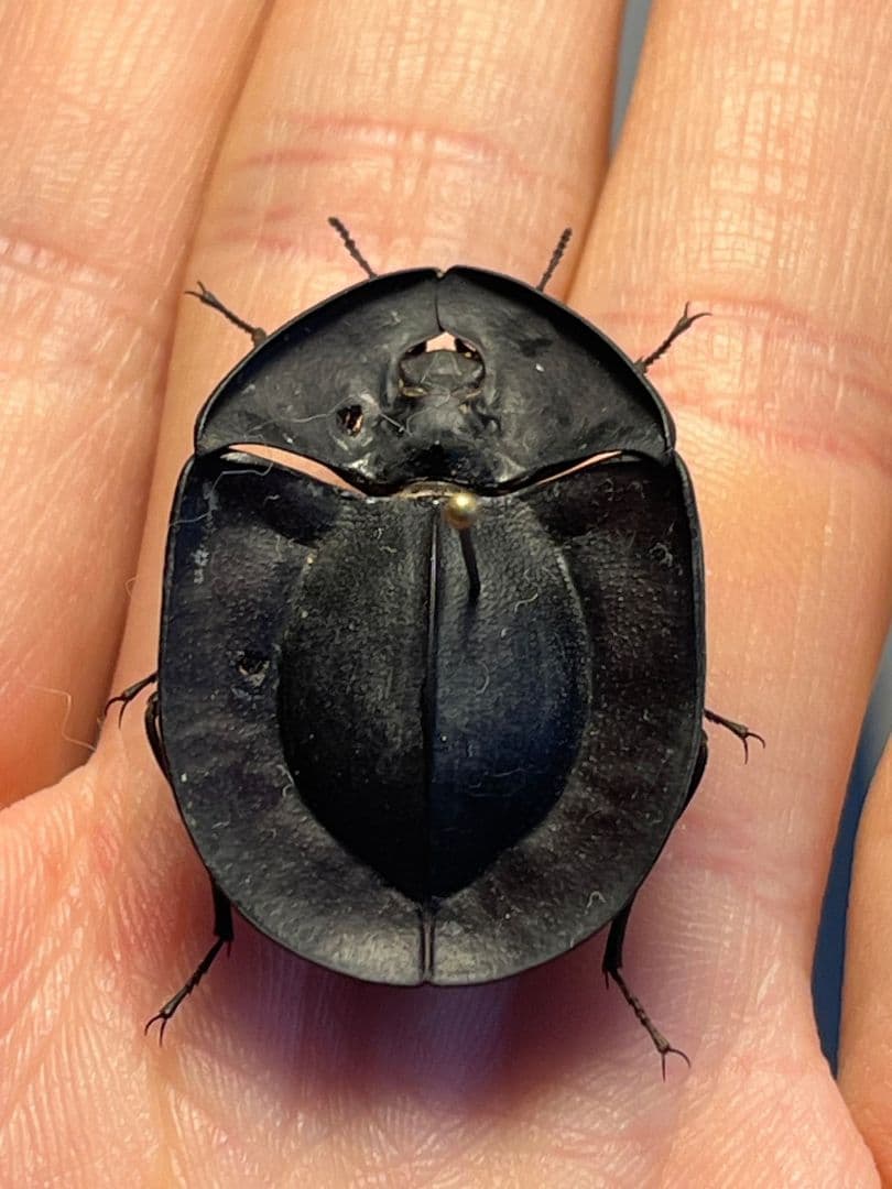 31mm】パイザラゴミムシ 巨大 昆虫標本 標本 甲虫 オサムシ ハンミョウ