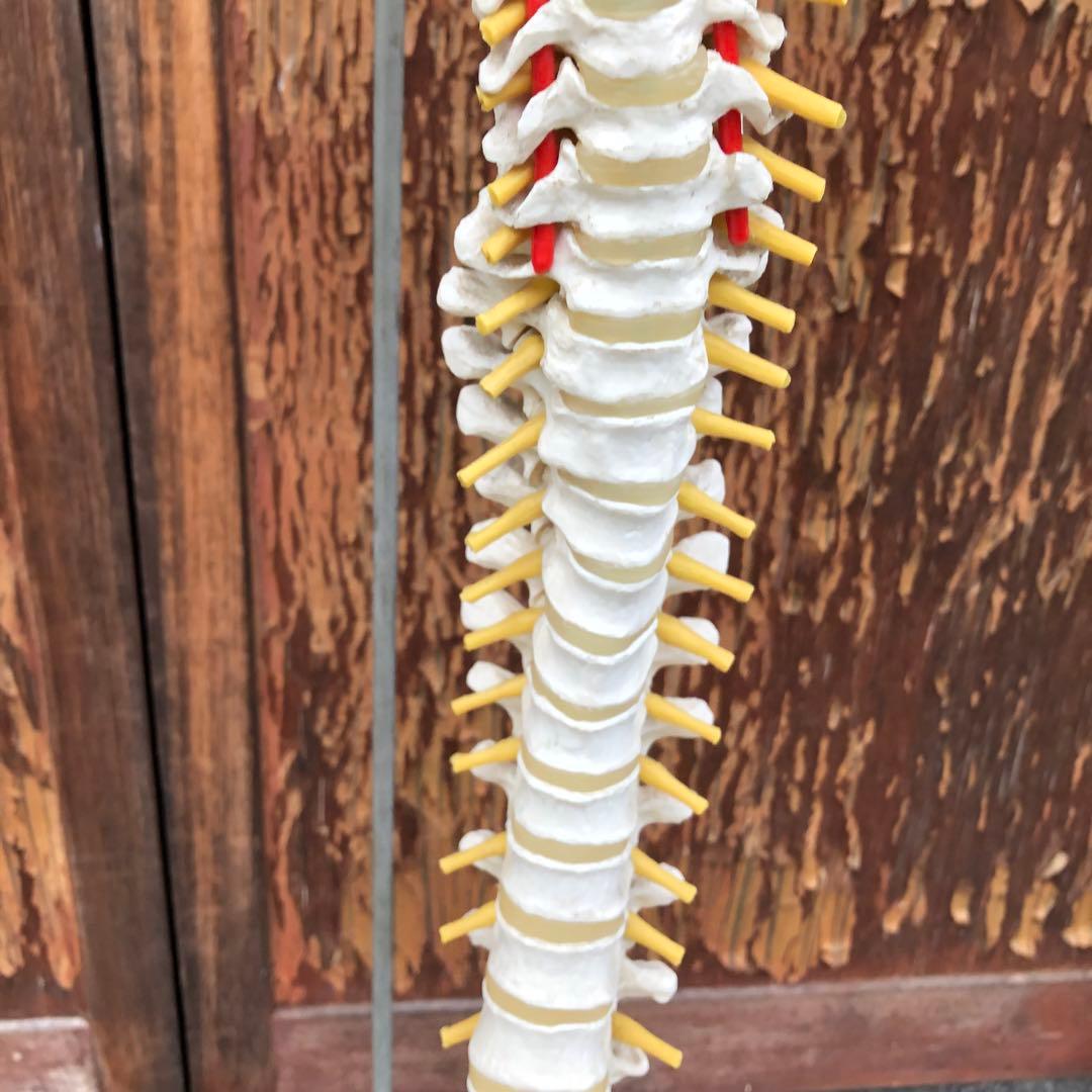 3B 脊椎模型 人体模型 スタンド付 骨格標本　骨盤　ドイツ製