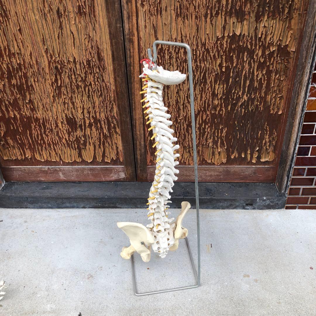 3B 脊椎模型 人体模型 スタンド付 骨格標本　骨盤　ドイツ製