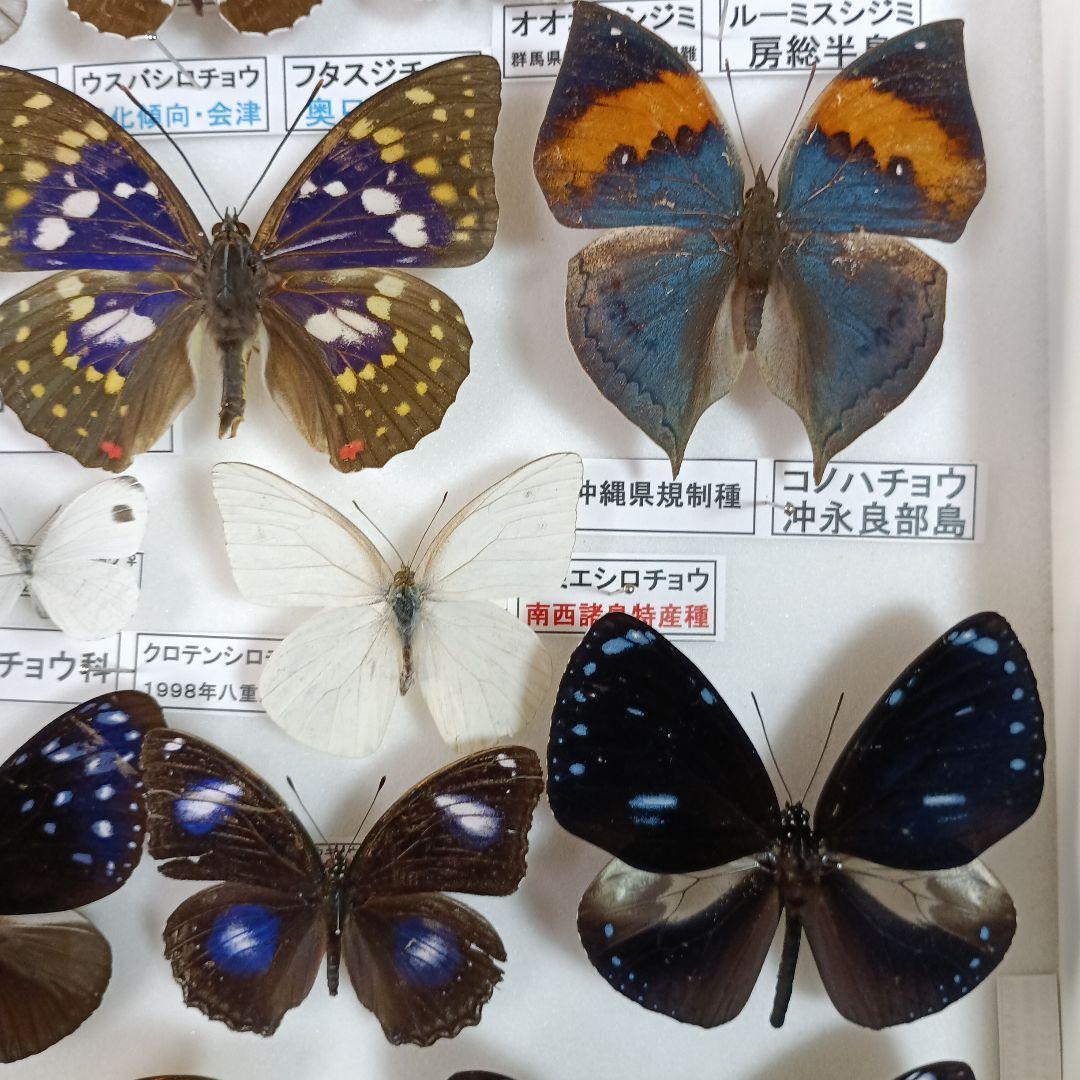 3/17まで掲載：日本の稀少蝶 地域特産種・局地発生（亜）種