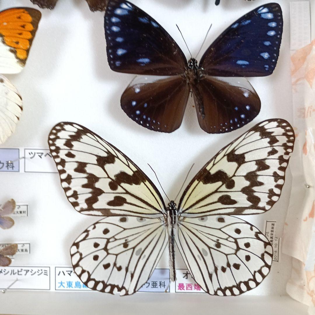 3/17まで掲載：日本の稀少蝶 地域特産種・局地発生（亜）種