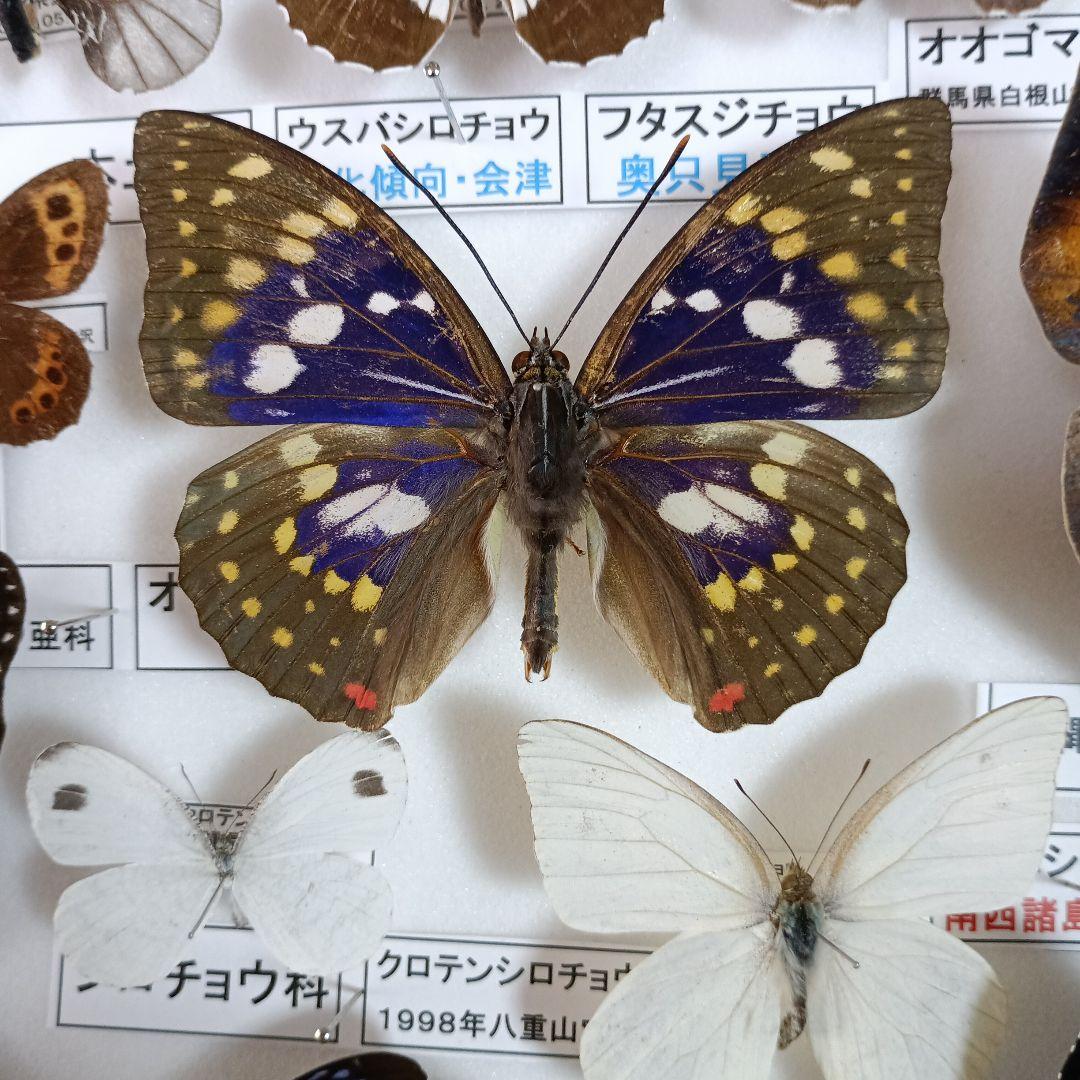 3/17まで掲載：日本の稀少蝶 地域特産種・局地発生（亜）種