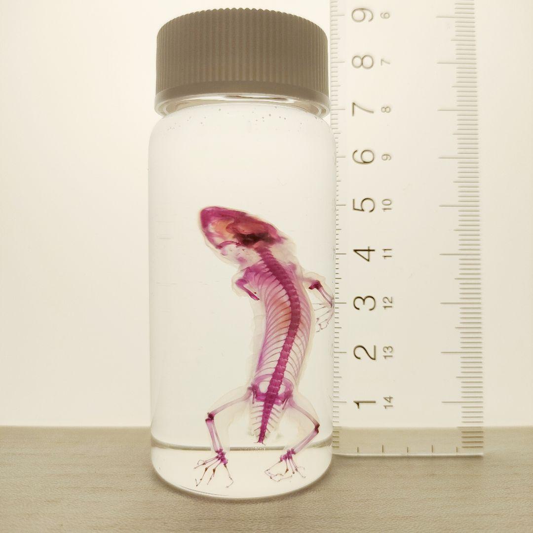 透明骨格標本ヘラオヤモリ