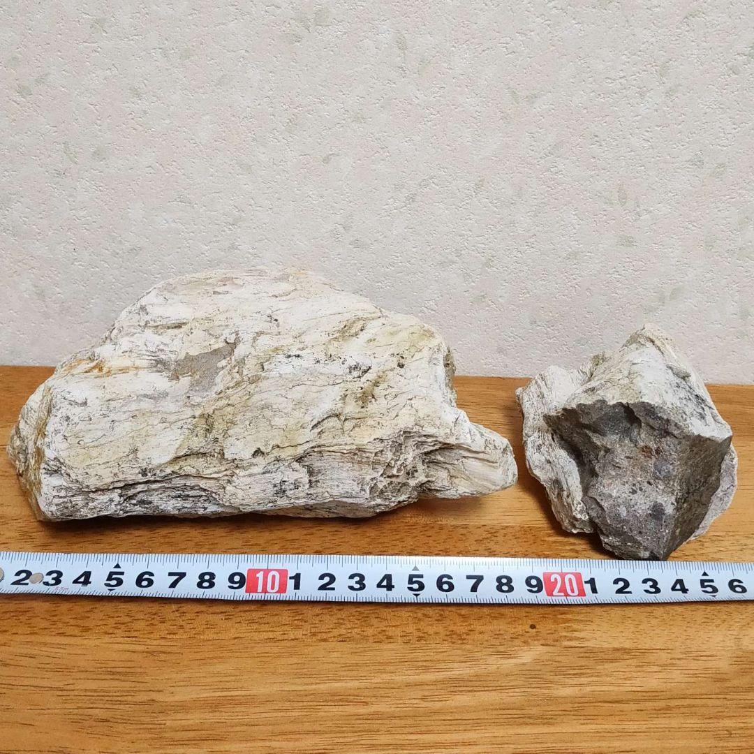 化石(樹木)6月 価格 化石(樹木)6月 価格