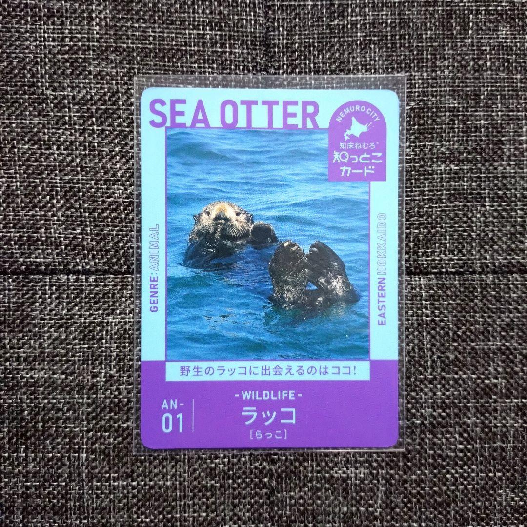 鮭の聖地メナシカード/知床ねむろ知っとこカード/いぶりの縄文カード 計11枚