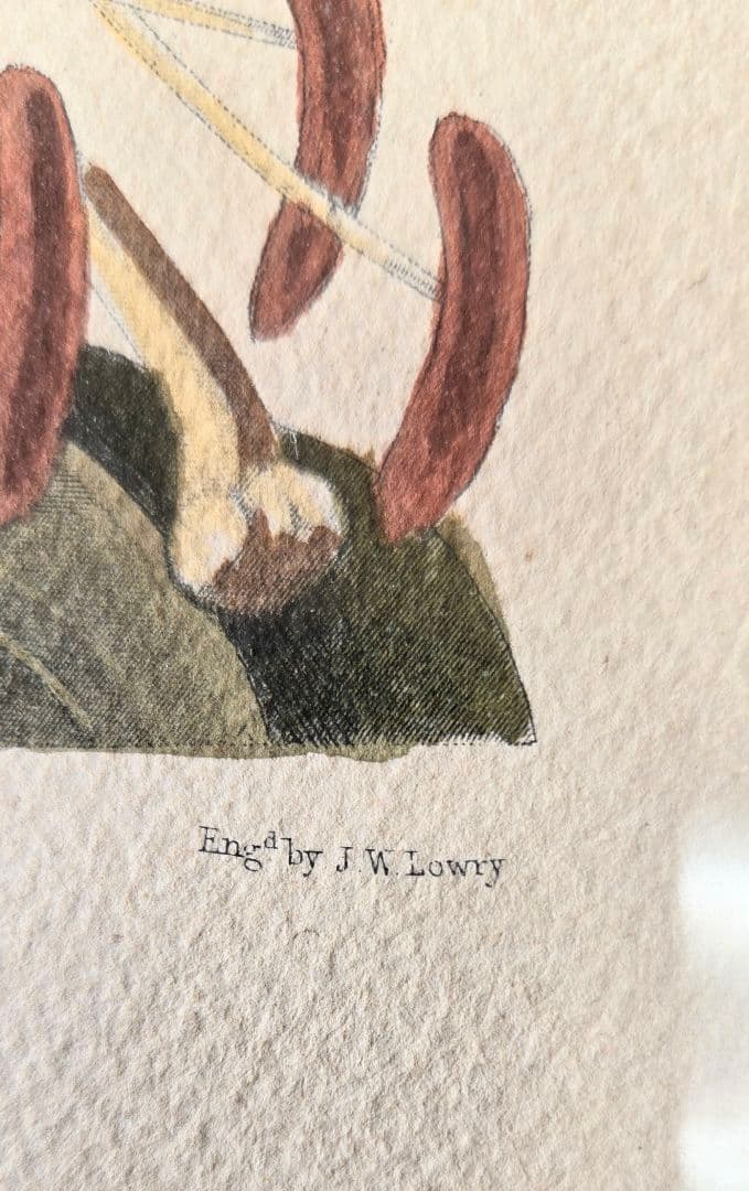 ユリの水彩画 1864年制作