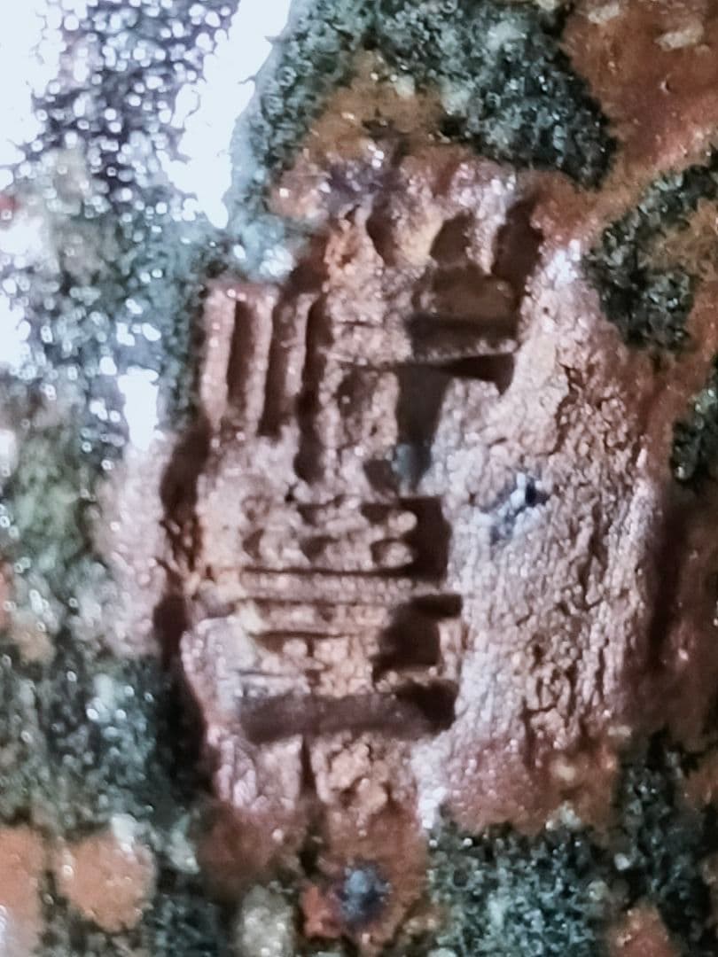 106-2/唐津焼/須田祥豊作/如拙庵/彫三島平茶碗