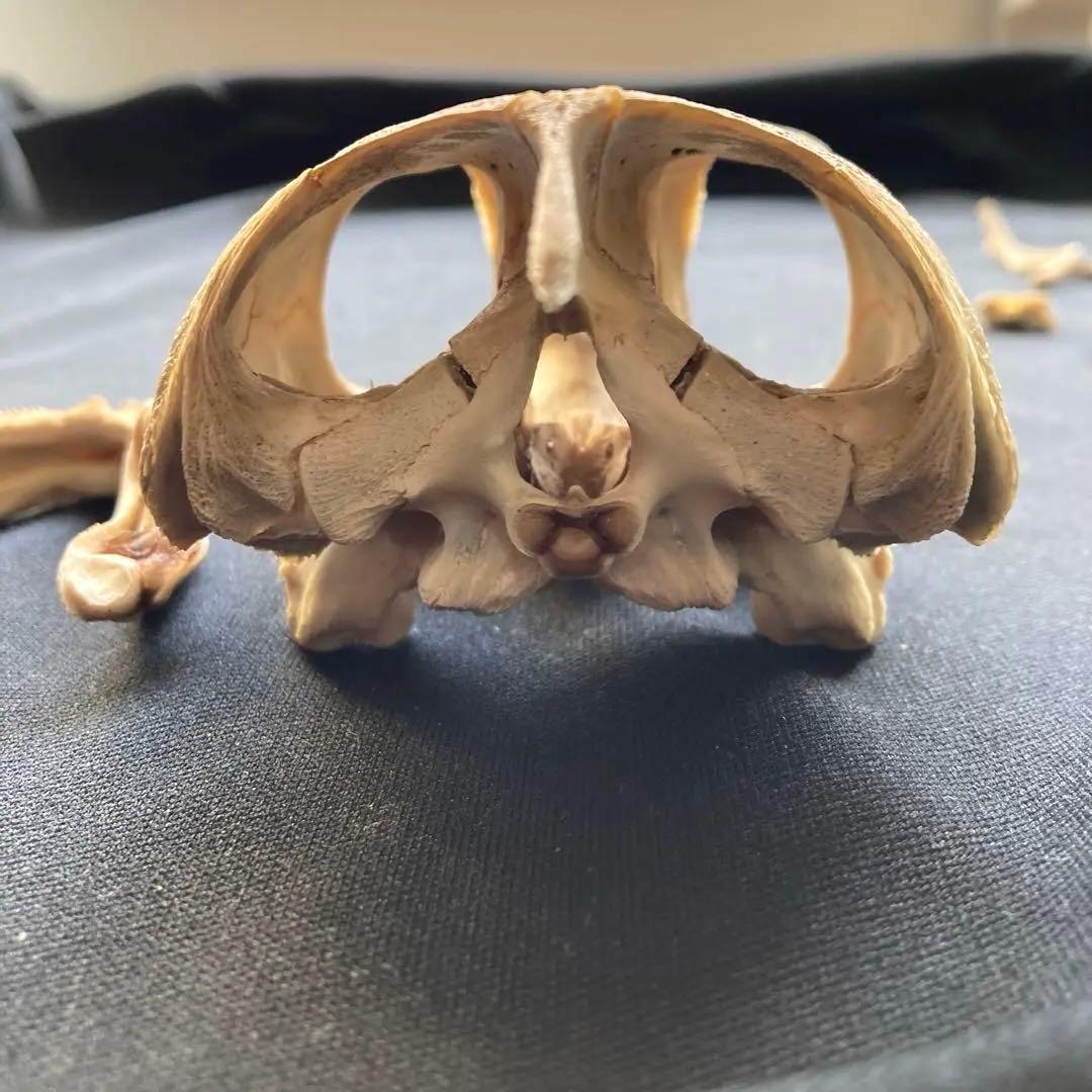 ウミガメの頭骨、頸椎他