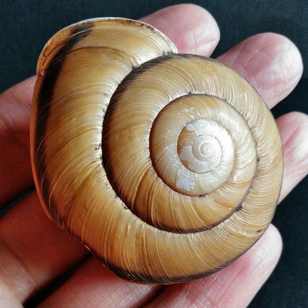 骨格 標本 カタツムリ 殻 大型 50mm - メルカリ