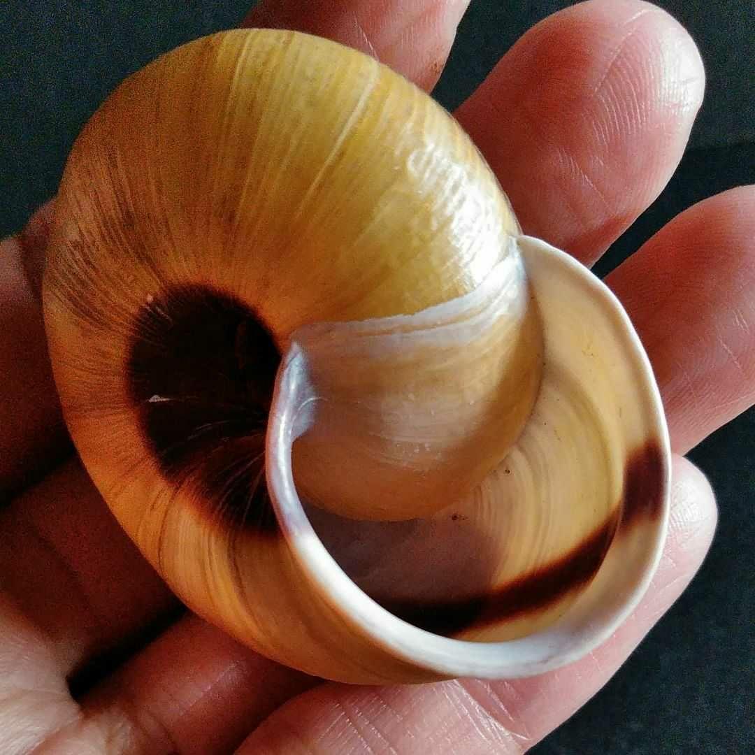 骨格 標本 カタツムリ 殻 大型 50mm - メルカリ