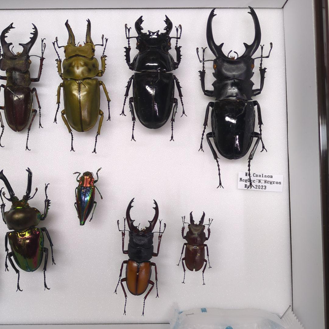 海外 クワガタ 標本 セット シーラ箱入り - メルカリ