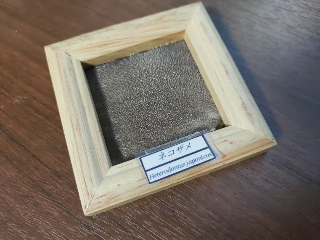 ネコザメ乾燥標本