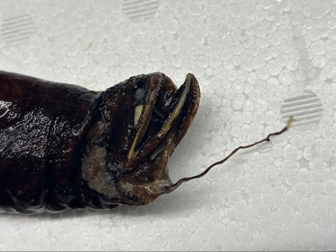 ホテイエソ液浸標本