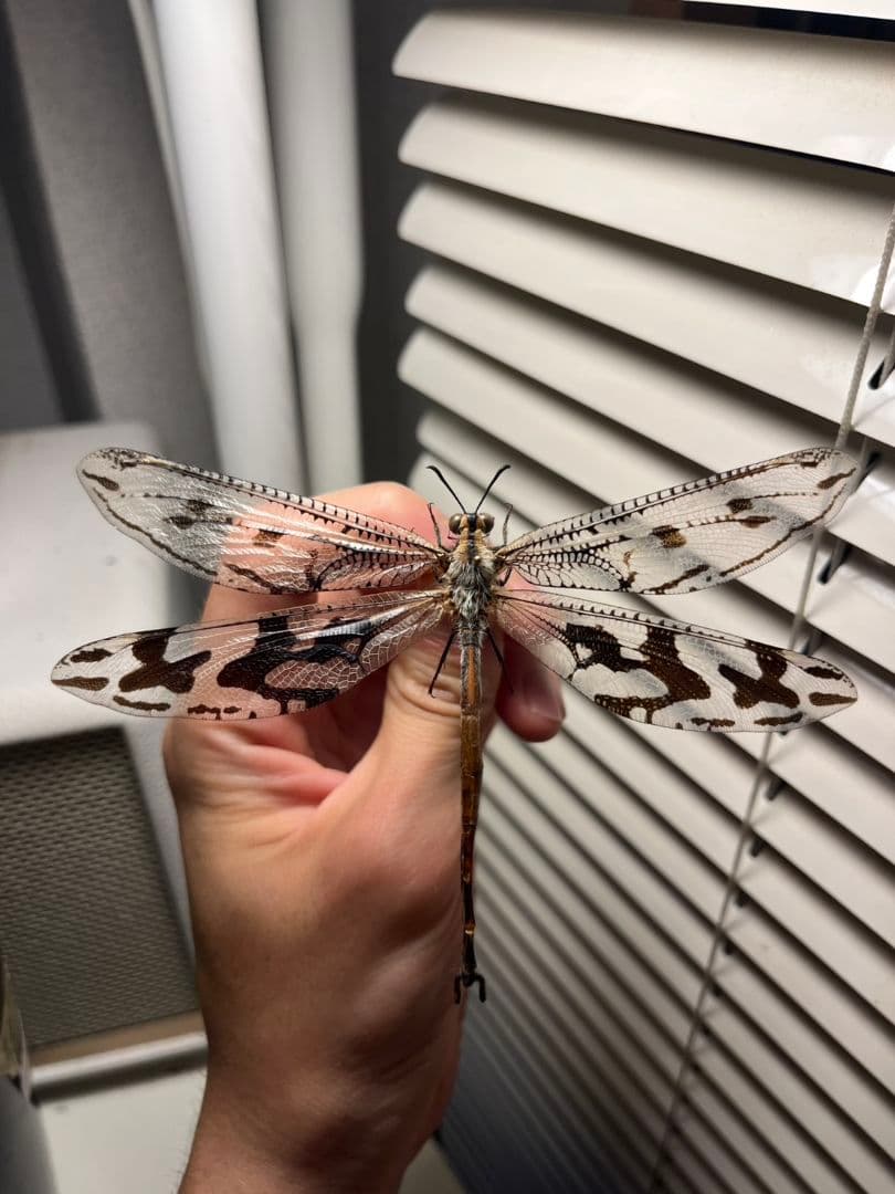 ウスバカゲロウの特徴、分布、生態、写真をご紹介します。｜目に見える