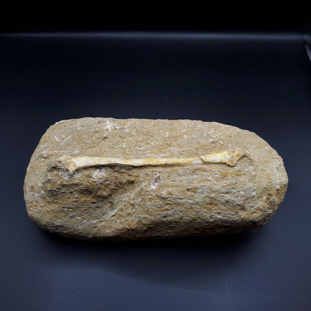 希少 翼竜 アルシオーネ 骨 化石 本物 モロッコ産 190.47mm yk3