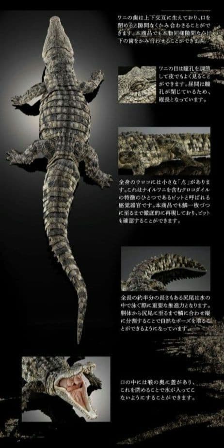 新品輸送箱未開封 いきもの大図鑑アルティメット ナイルワニ＆オオ