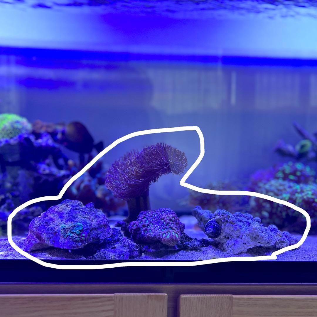 ☆】ライブロックセット 海藻ミルおまけ