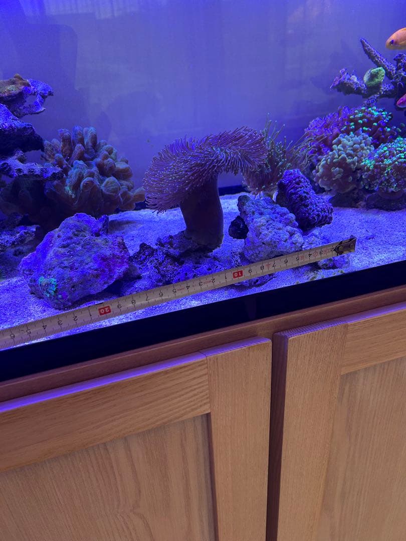 ☆】ライブロックセット 海藻ミルおまけ