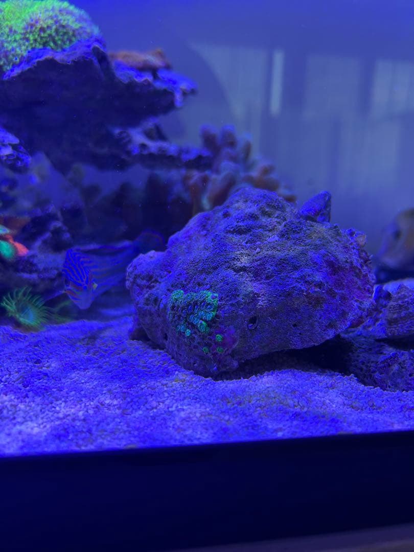 ☆】ライブロックセット 海藻ミルおまけ