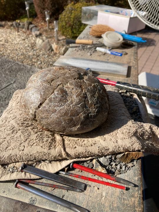 恐竜 ハドロサウルスの卵 本物保証 化石 /フィギュア コレクション