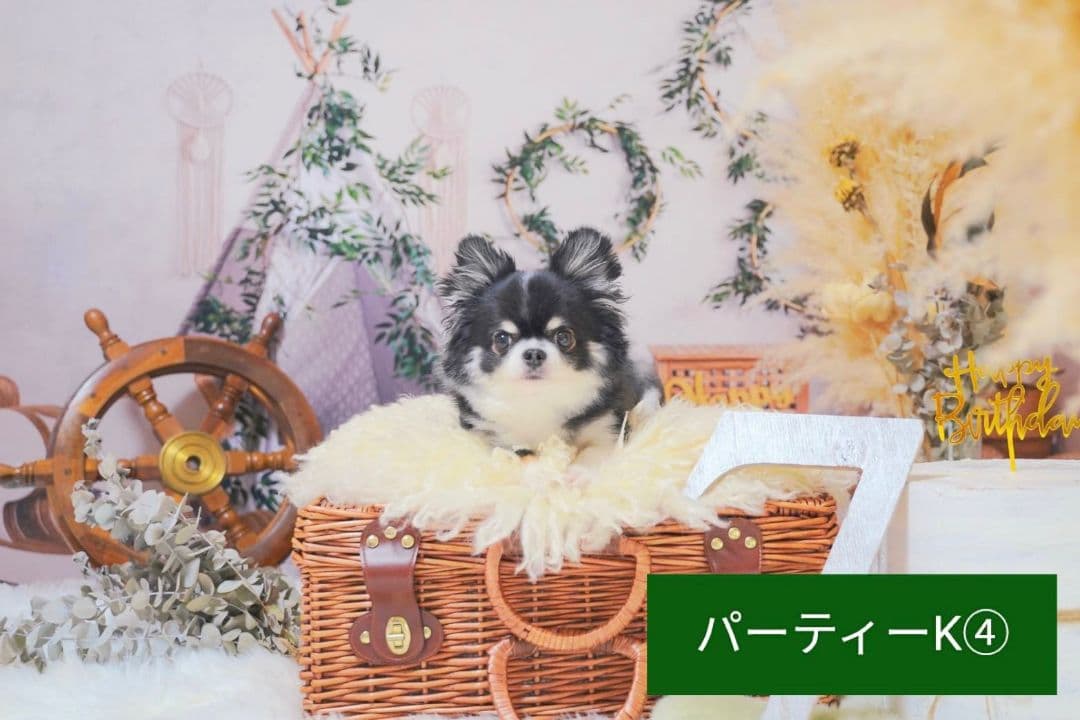 背景布ハロウィンK①パーティー、ペット、キッズ、ドール撮影用