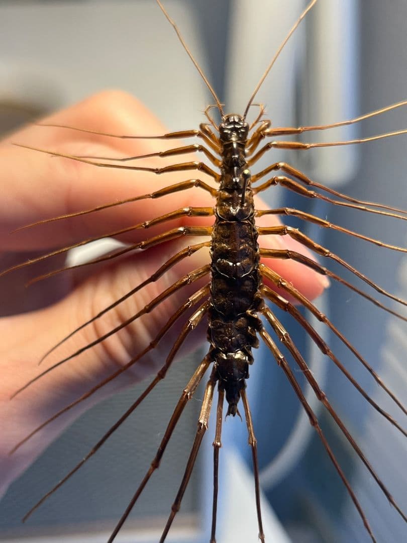 珍標本】インドのゲジゲジ 奇蟲 昆虫 ムカデ人間サソリモドキ