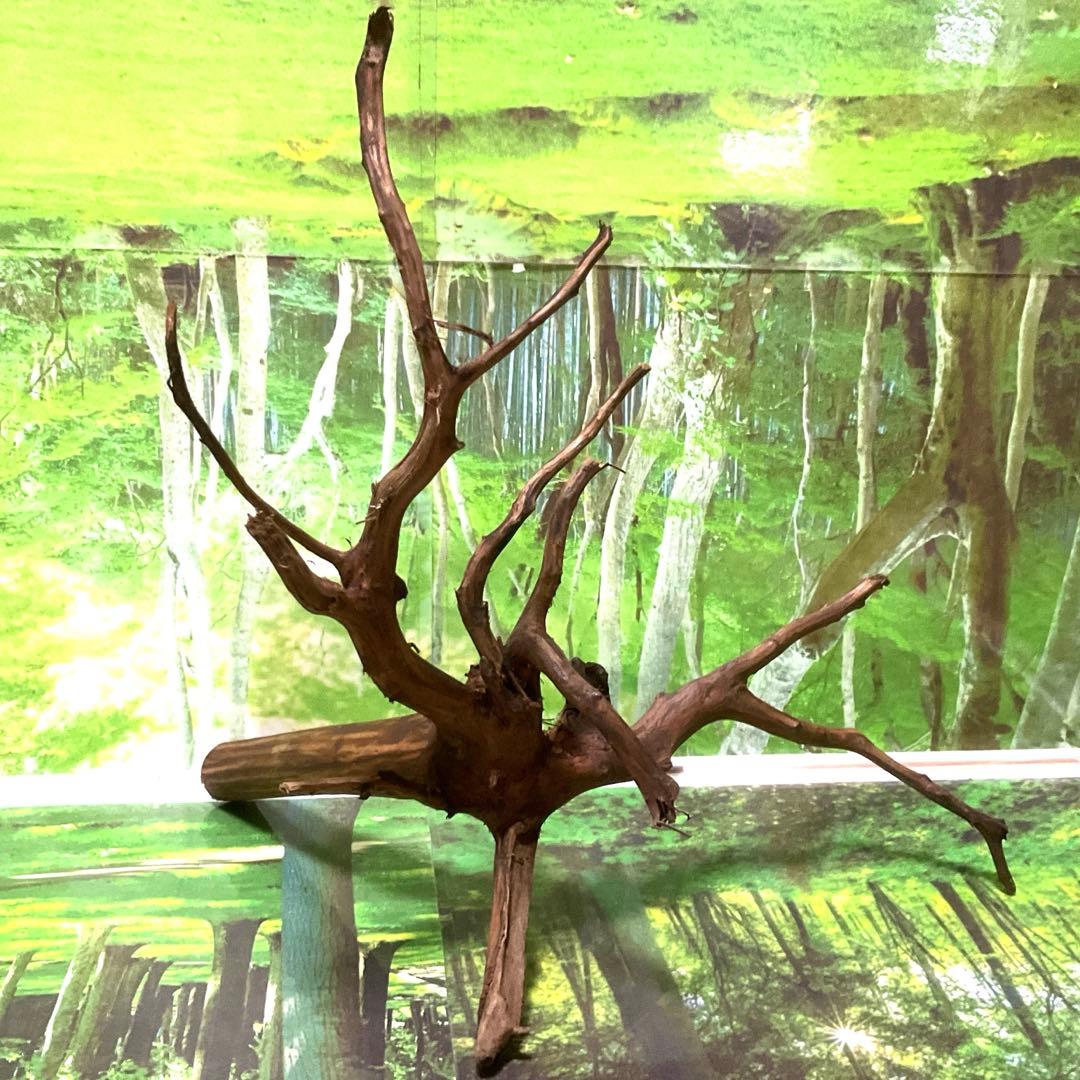 海賊王様専用ご提案用 天然水槽用流木 煮沸沈水確認済 ブランチウッド