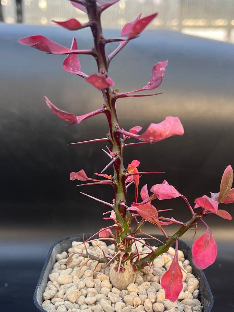 ワンピース Glory ロー 死の外科医 ガレージキット ガレキ スタチュー