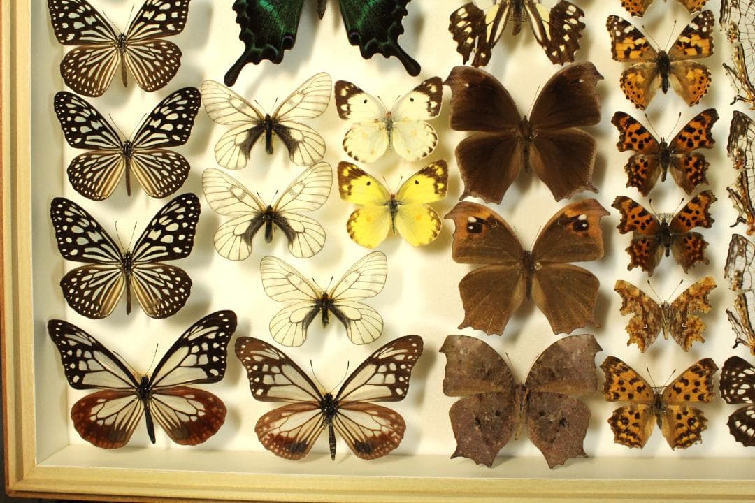 k*3様 オオウラギンヒョウモン等 日本産蝶標本 21種 59頭
