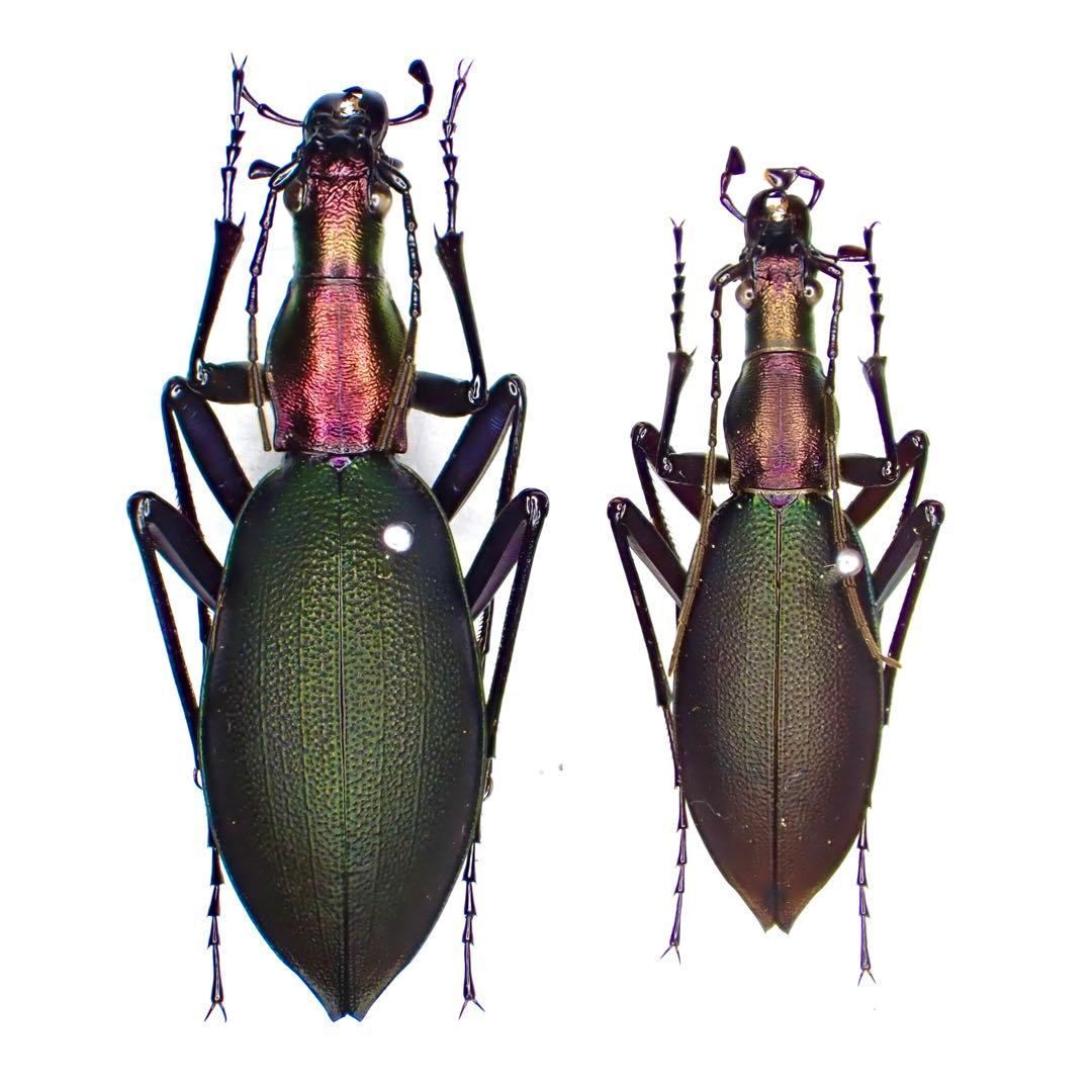 昆虫標本 超美麗キタカブリ標本ペア2匹セット マイマイカブリ東北地方