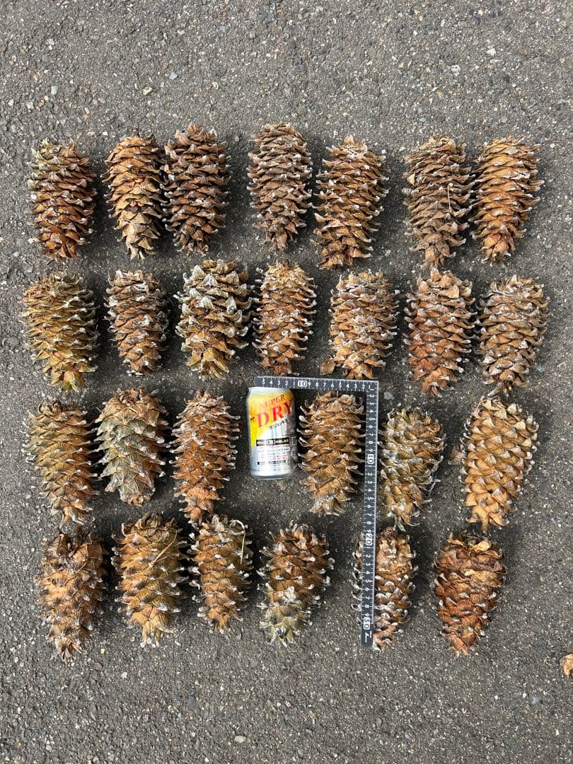 【ウサギちゃん】松ぼっくりNo.4(26個)+No.5(27個)