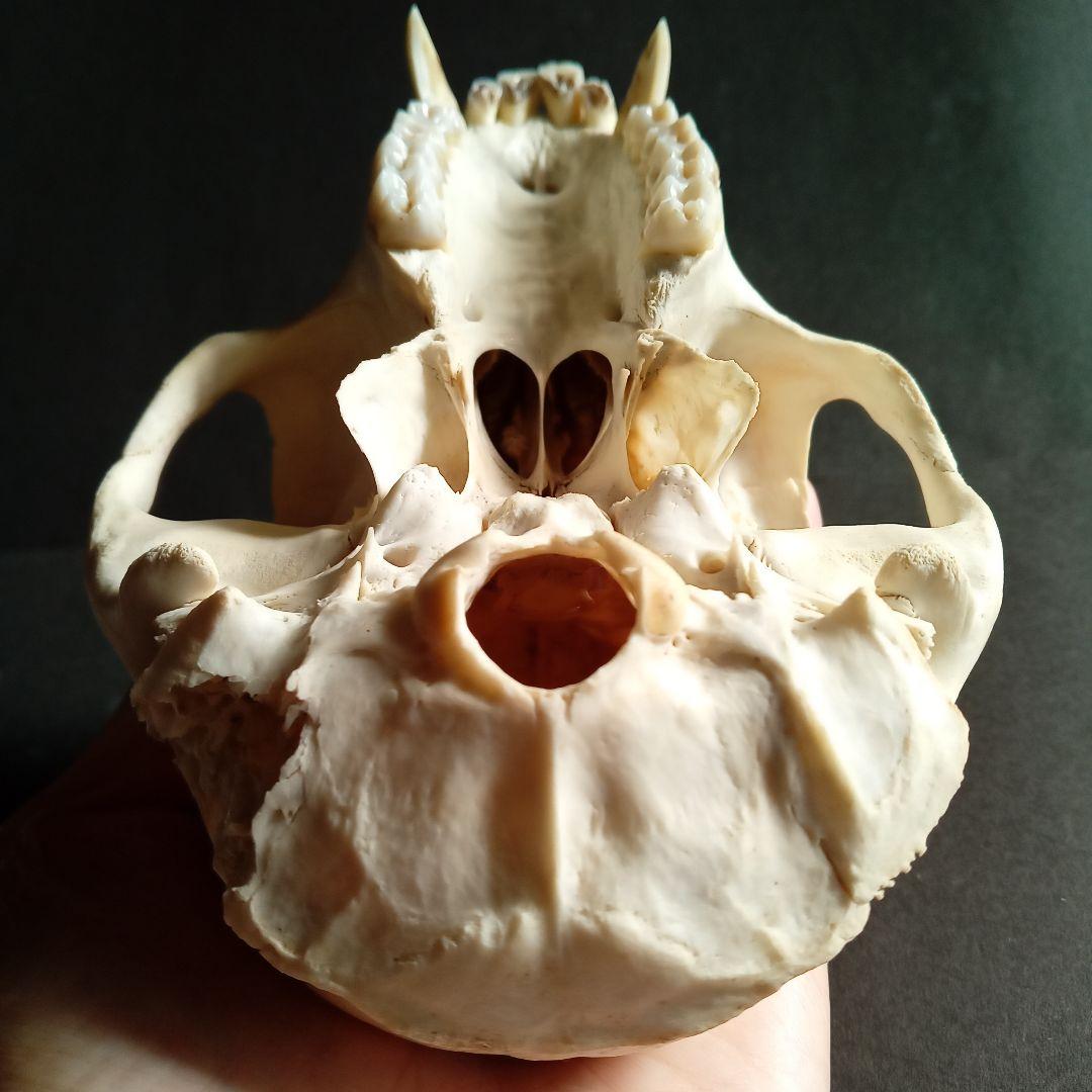 骨格標本 頭骨 ニホンザル 霊長類 スカル