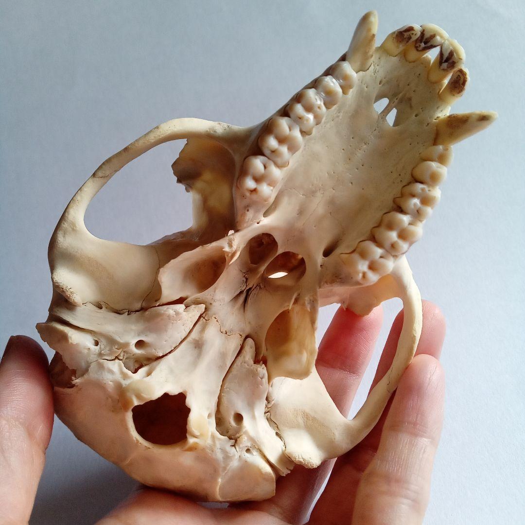 骨格標本 頭骨 ニホンザル 霊長類 スカル