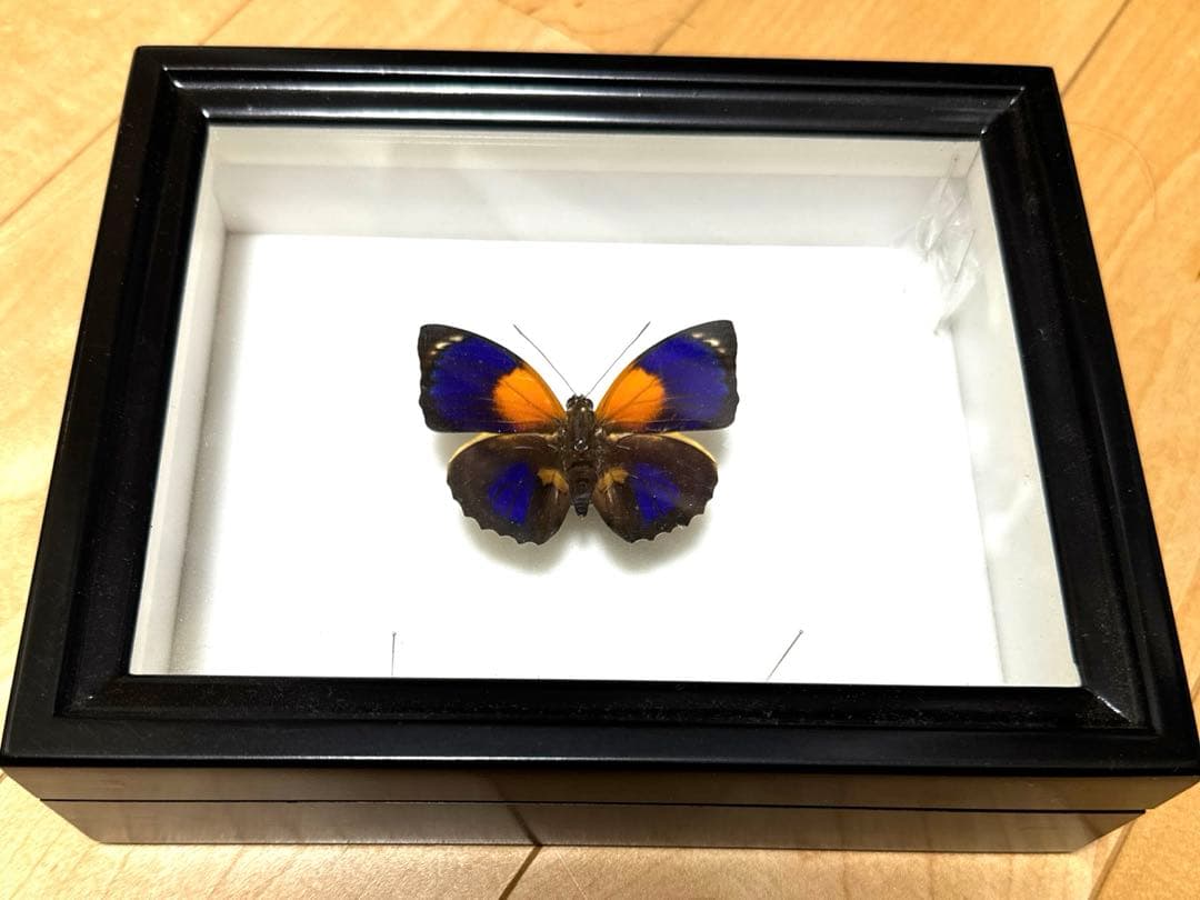 ミイロタテハ ファルキドン.フルニエ 外国産 蝶標本 チョウ - メルカリ