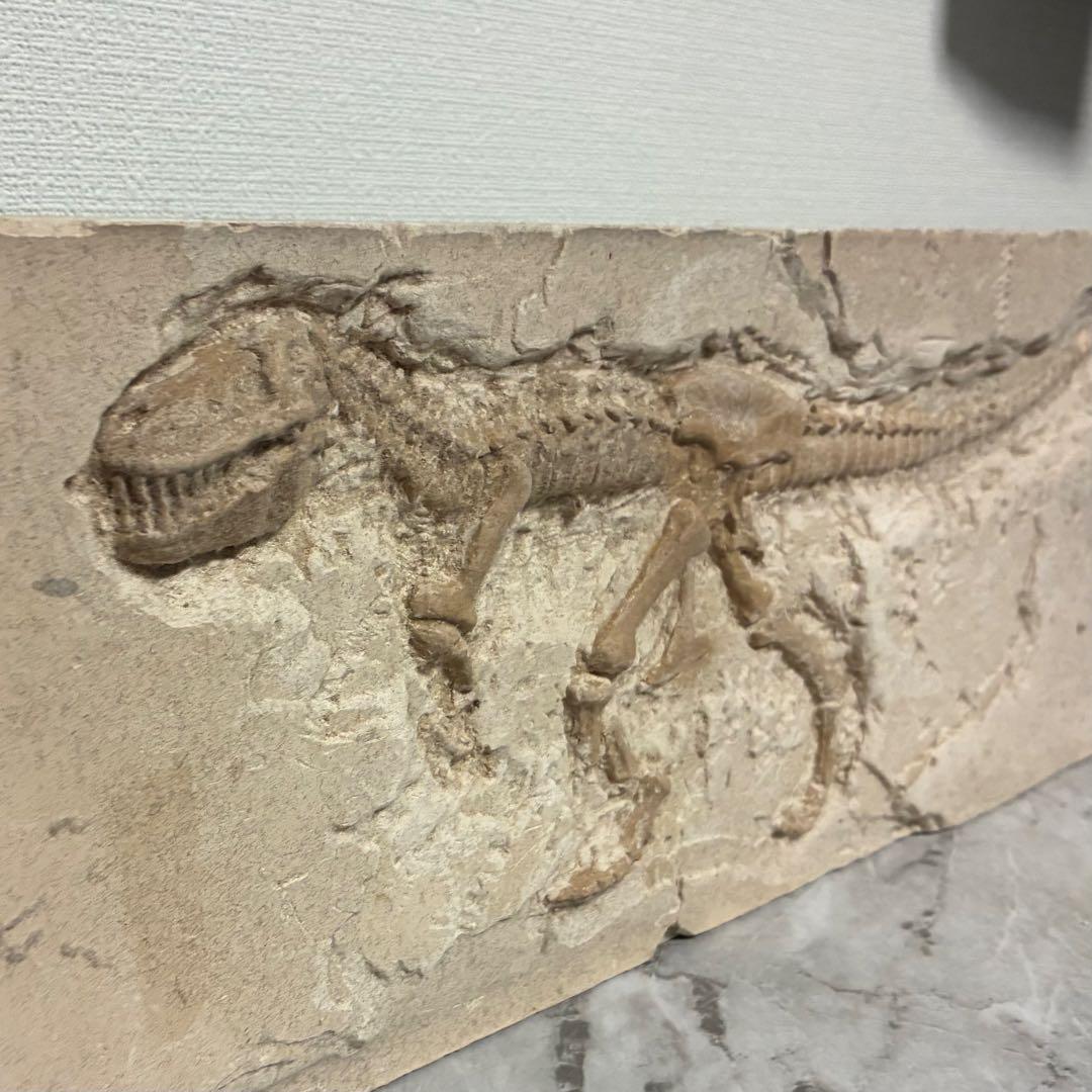 恐竜化石 レプリカ 縦43cm 横16.5cm 恐竜化石 レプリカ 縦43cm 横16.5cm