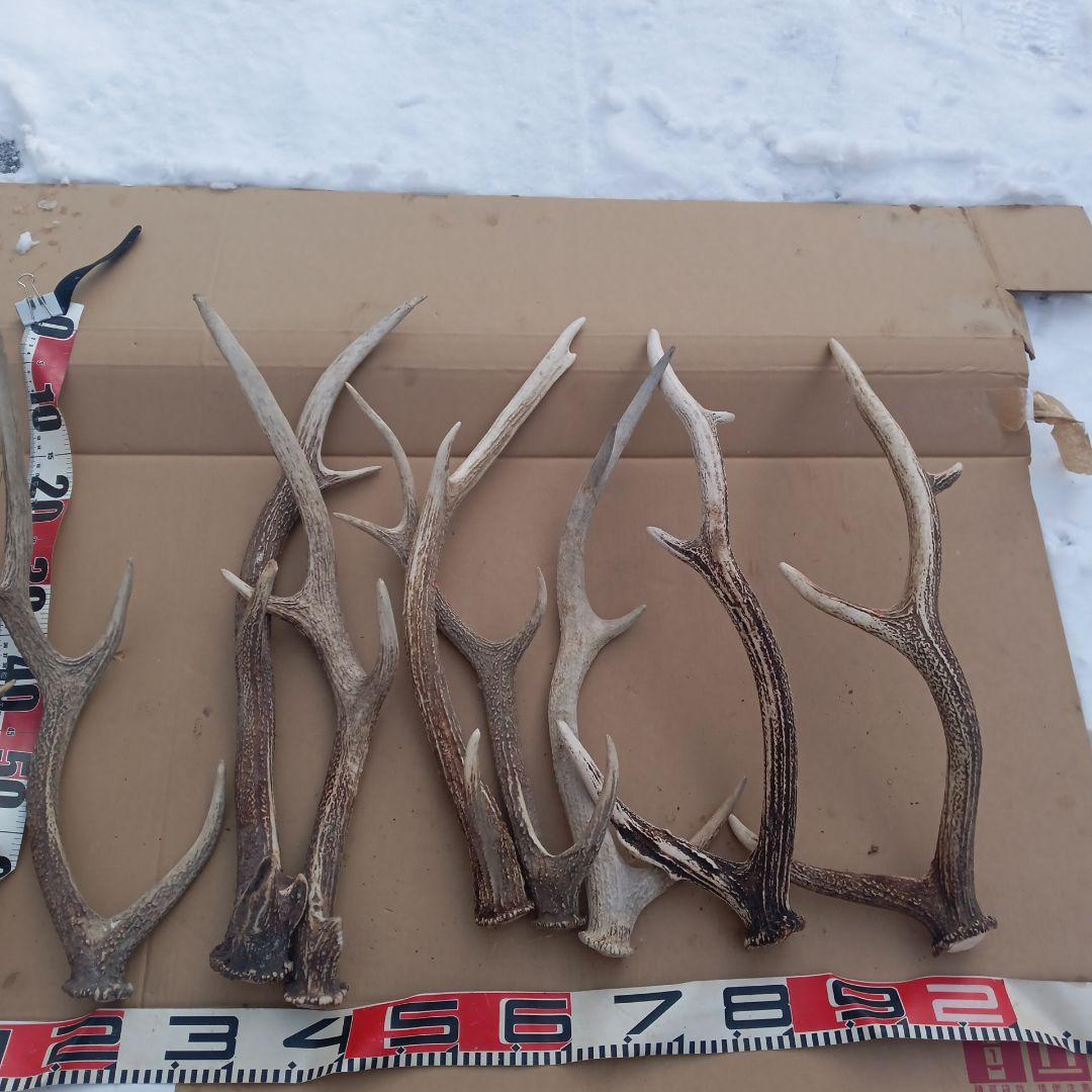 蝦夷鹿の角 犬のおもちゃ、工芸品などに 7番 S*i