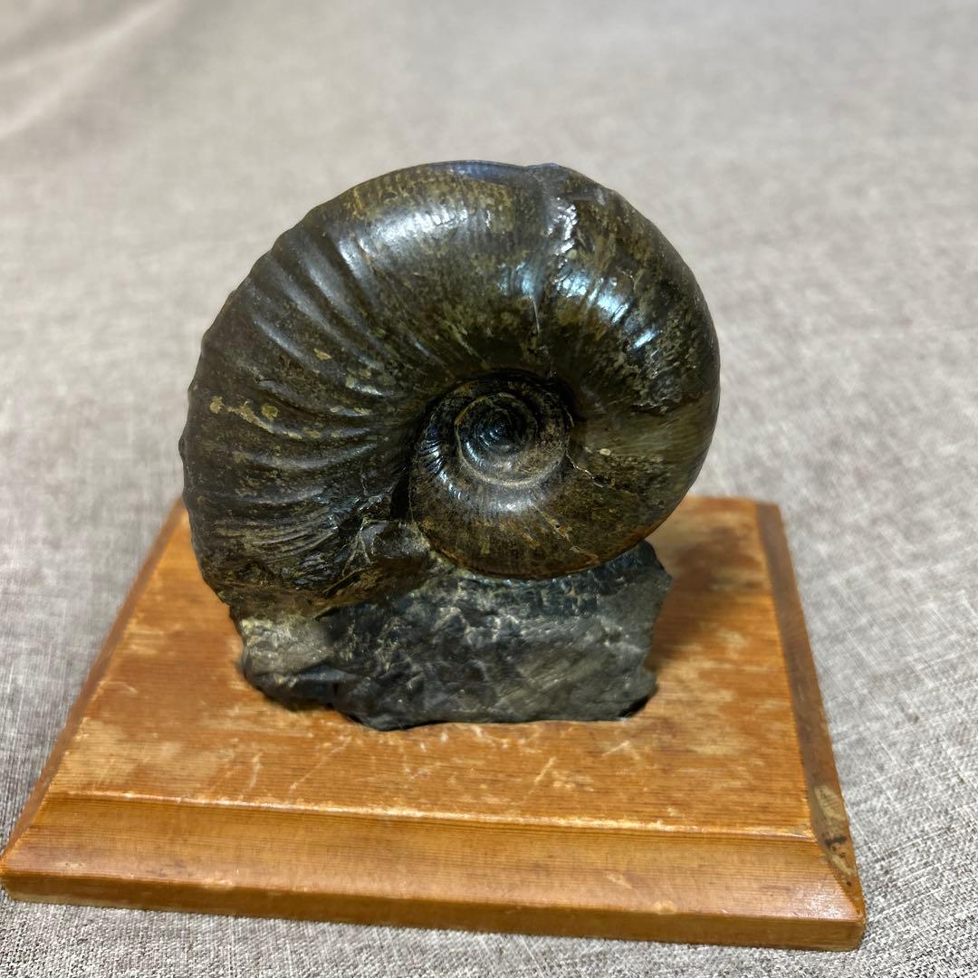 アンモナイト化石 置物 黒色 木製台座 北海道 - メルカリ